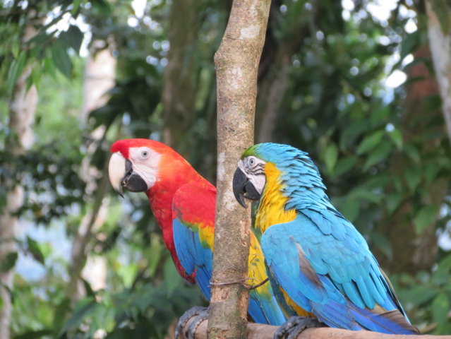 Guacamayas en la reserva Paway