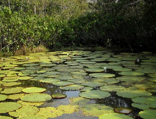 Parque Nacional Natural Amacayacu