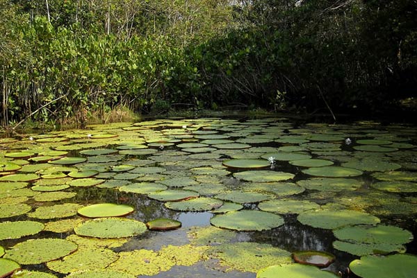 Amacayacu Leticia Amazonas