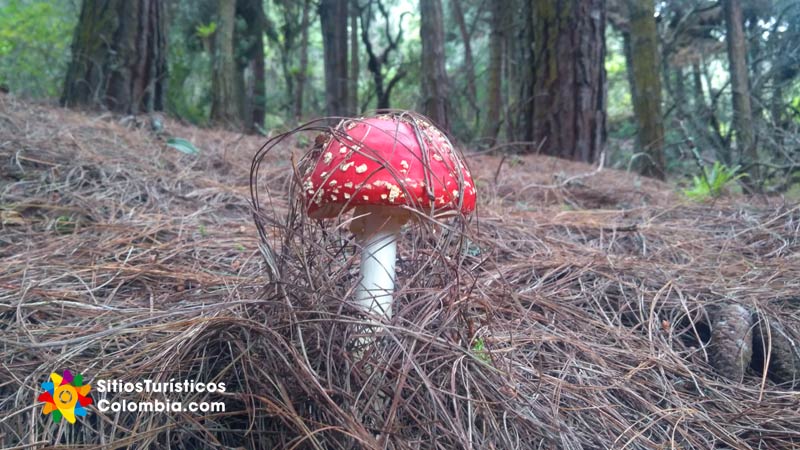 Amanita muscaria