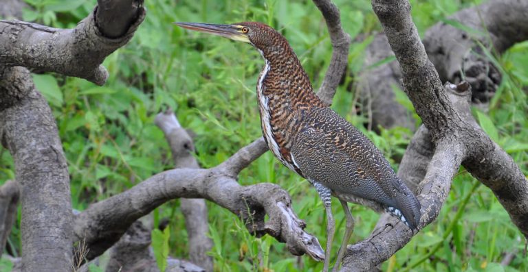 Aviturismo en Amacayacu