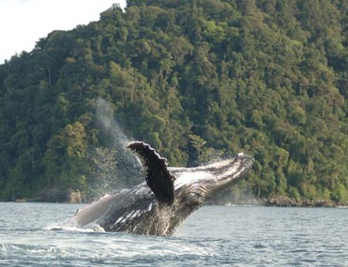Parque Nacional Natural Uramba Bahía Málaga