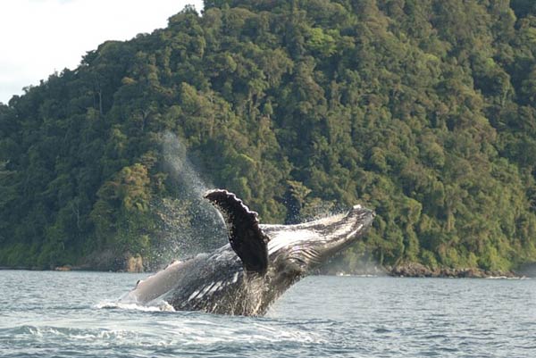 Avistamiento de ballenas en Uramba