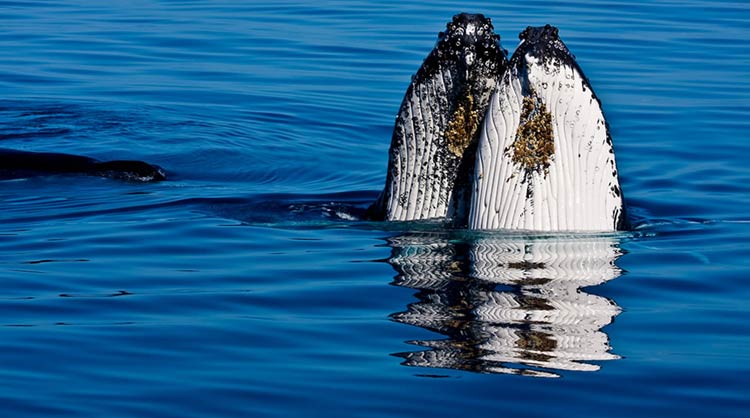 Avistamiento de Ballenas en Gorgona