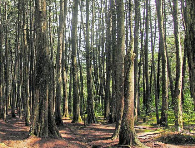 Bosque parque Arví