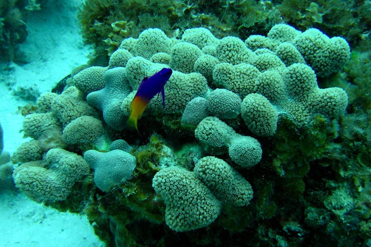 Buceo en providencia