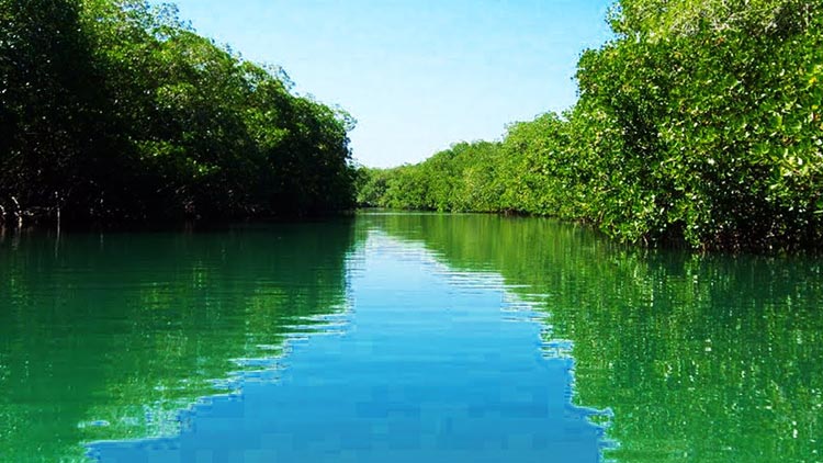 Ciénaga La Caimanera