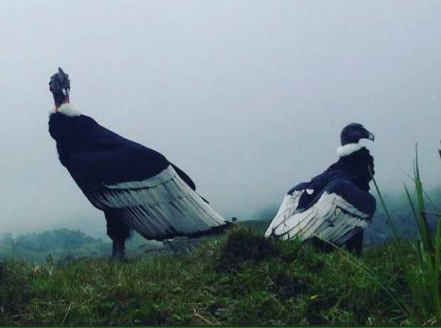 Condor Laguna del Otún