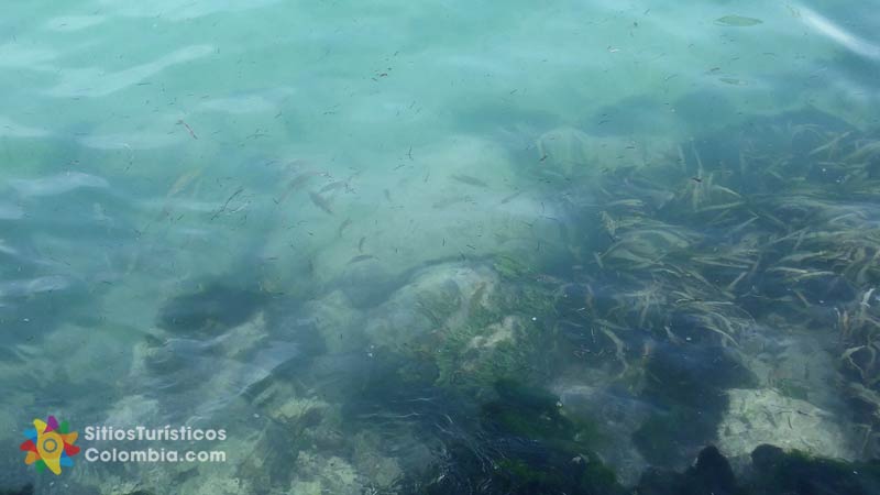 El Acuario San Andres