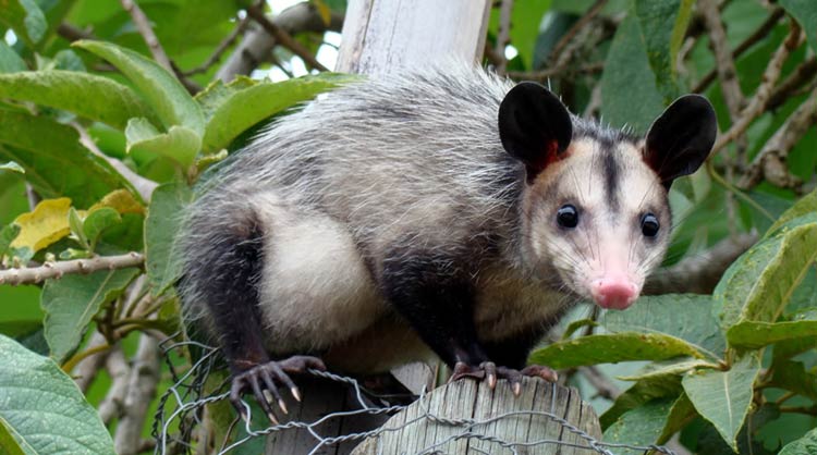 Fauna del parque el Tamá