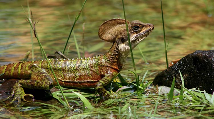 Fauna en Isla Gorgona