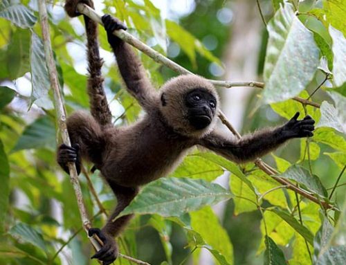 Parque Nacional Natural Cahuinarí Amazonas