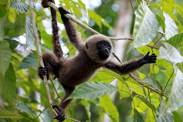 Fauna Parque Cahuinarí