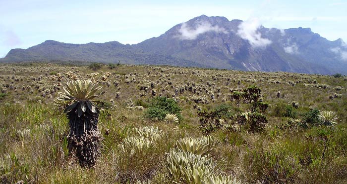 Frailejones en el parque nacional natural Tamá