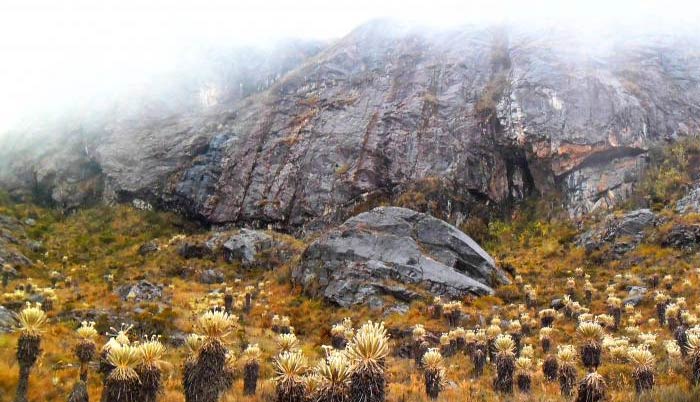 Frailejones Páramo de Santurbán