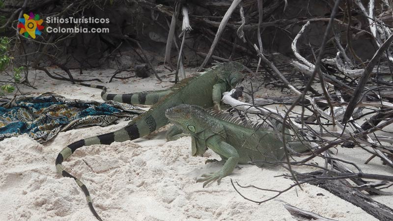 Iguanas en San Andres