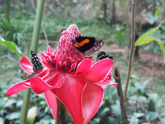 Mariposas en la reserva Paway, Putumayo