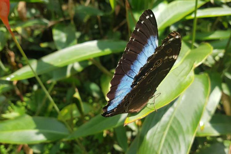 Mariposa en la reserva Paway