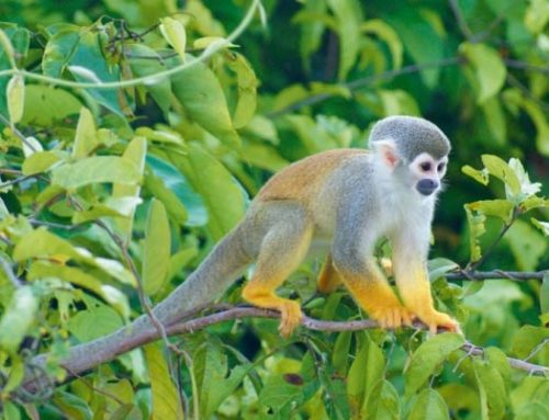 Isla de Los Micos, Leticia