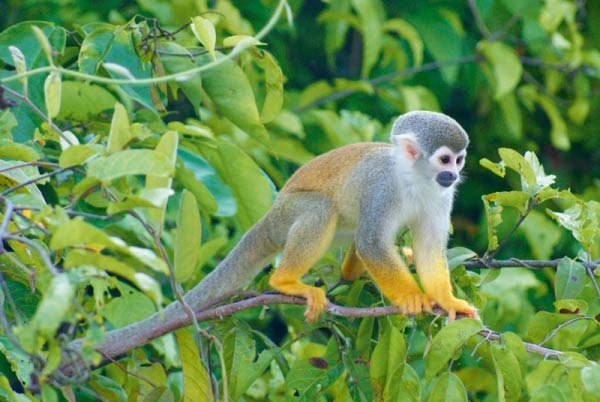 Mono ardilla en la isla de los micos