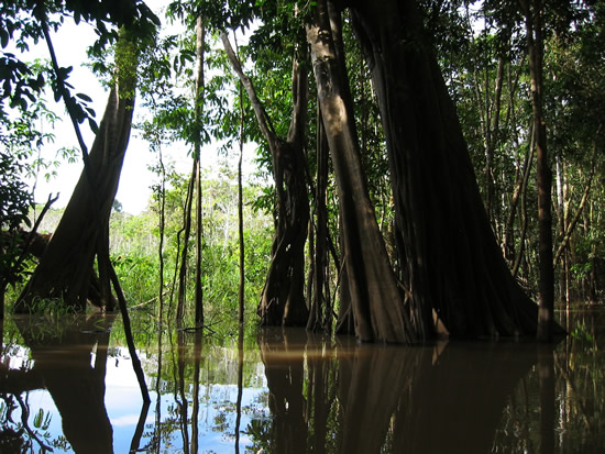 Parque natural Amacayacu