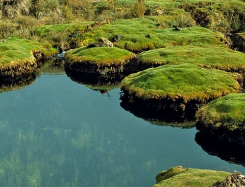 Parque Nacional Natural Puracé Cauca
