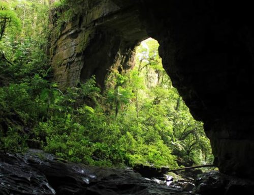 Parque Nacional Natural Cueva de los Guácharos