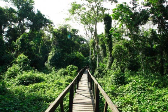 Sendero en la isla de los micos