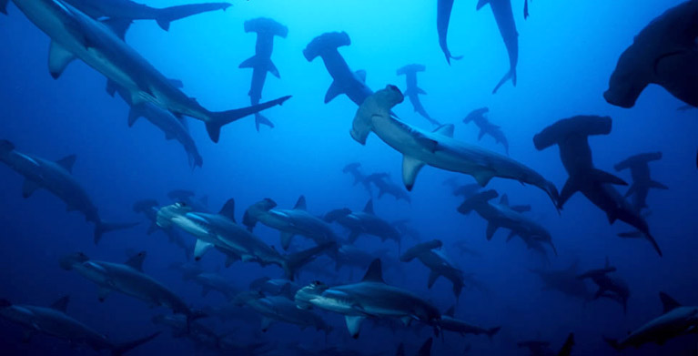 Tiburones Martillo