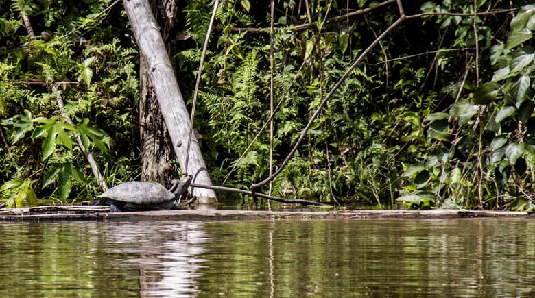 Tortugas en Cahuinarí